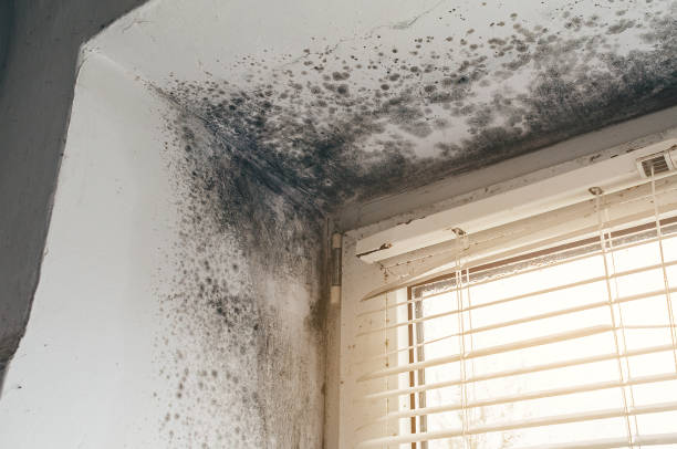 Affordable Hvac And Air Duct Mold Remediation solutions in Red Feather Lakes, CO